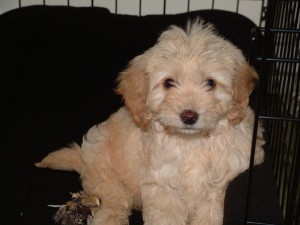 Meg our Cockapoo 8 weeks